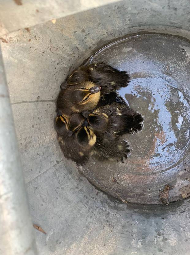 The ducklings are now safe and sound. Photo / Facebook