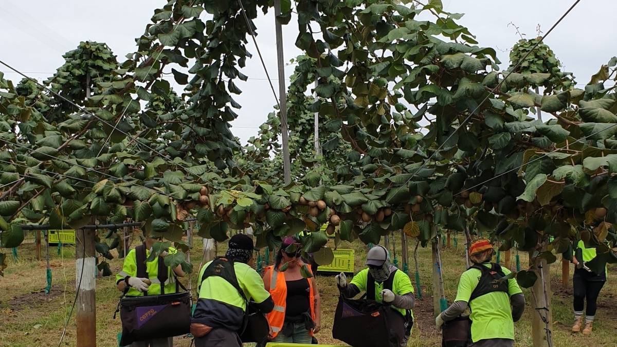 Kiwifruit leaders on Omicron, rapid antigen testing, chronic labour