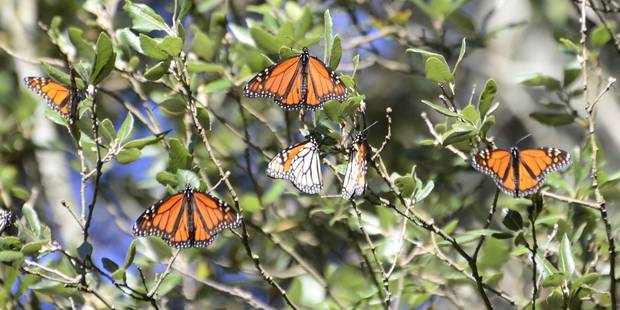 Butterflies Out Of Season Bring Joy But Cold Has Dangers Nz Herald
