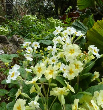Gardening Flowers That Light Up July Nz Herald