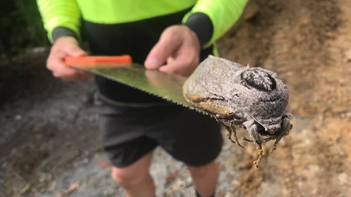 Papillon monstre: Le papillon le plus lourd du monde a été trouvé par Tradie sur le chantier de l’école primaire