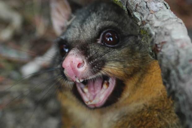 The 1080 poison is used to control possums and other pest threatening native plants and wildlife.