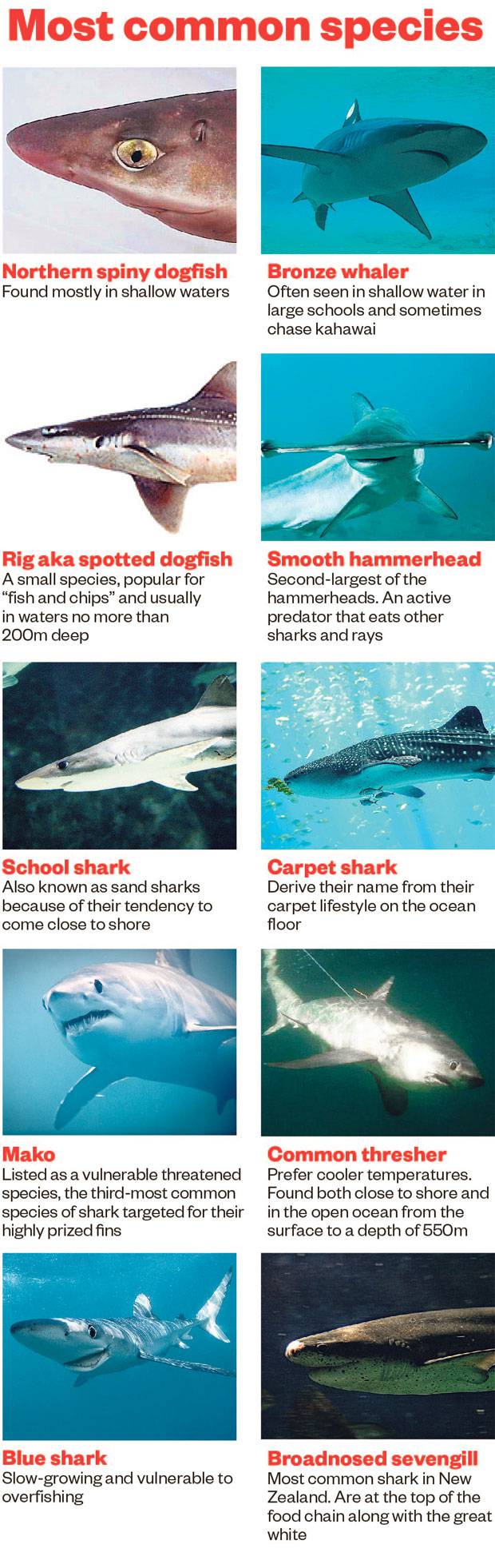 Shark Attack Dead Brother Watching Over Shark S Target Mum Believes Nz Herald