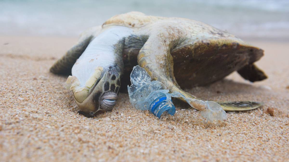 Plastic pollution: Why tragic photographs aren't enough - NZ Herald