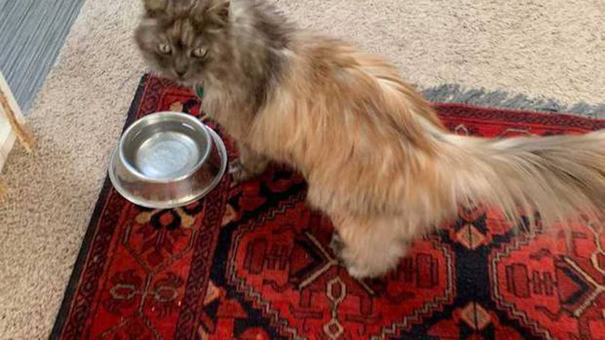 Dna Test Confirms One Dog Responsible For Tauranga Cat Deaths Nz