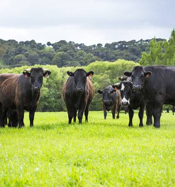 First Light Wagyu Beef Expanding Nz Herald