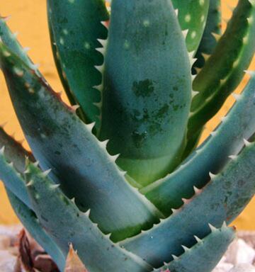 All About Aloe Vera Nz Herald