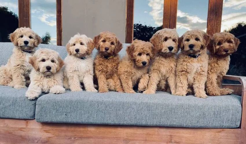 The rise of the poodle cross breed pet dogs labradoodles