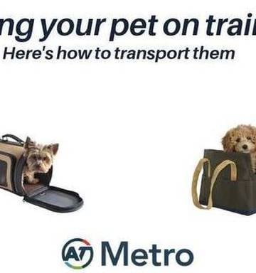 Kate Hawkesby Animals On Public Transport Next Allow Them - 