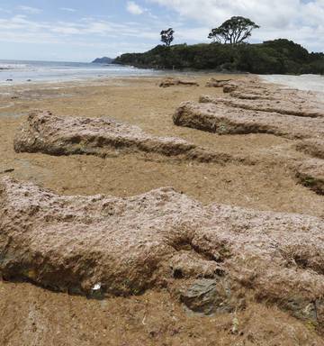 Northland S Red Carpet Of Algae Where Does It Come From Nz Herald