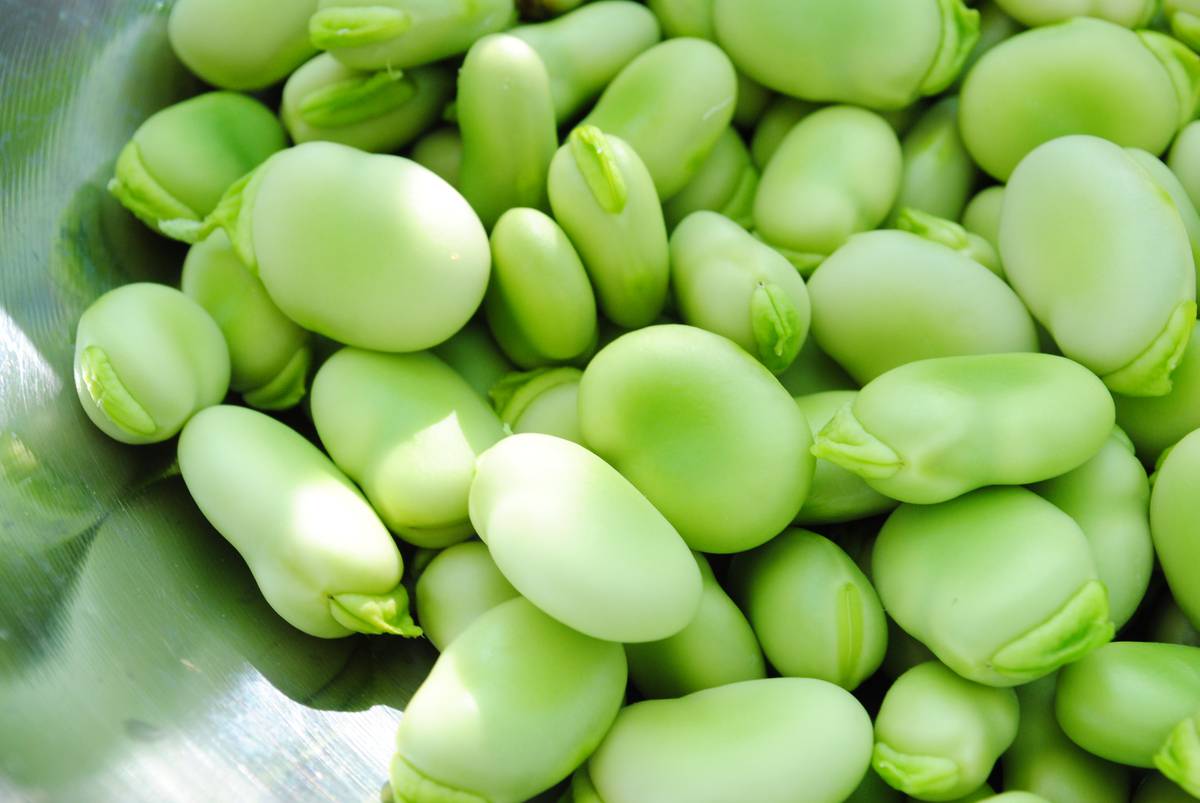 Broad Beans Great For Growing In Winter Nz Herald