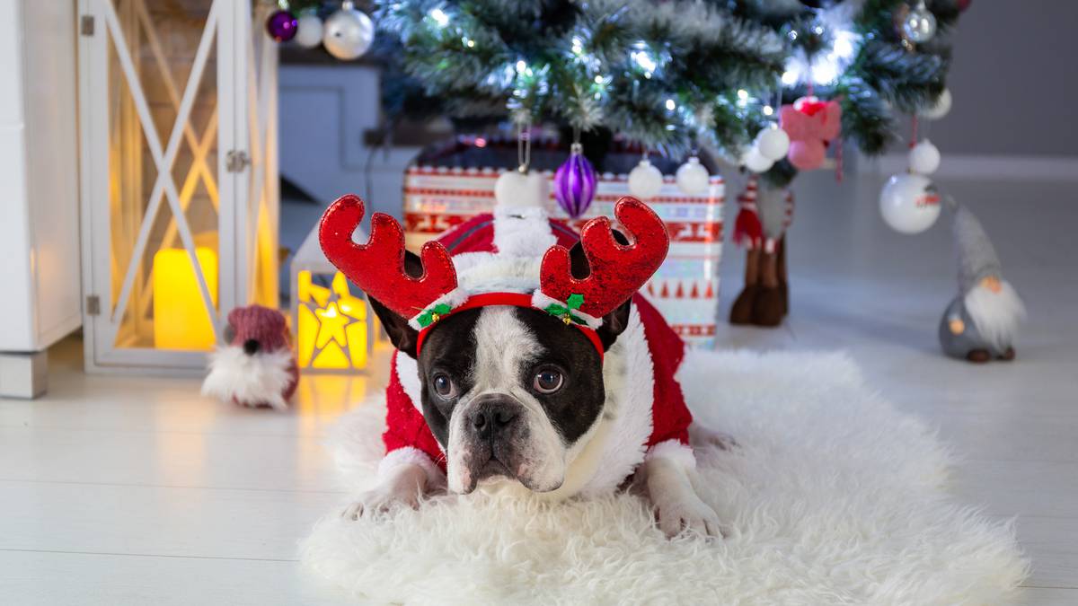 Percakapan: Natal bisa berbahaya bagi hewan peliharaan – inilah yang harus diwaspadai