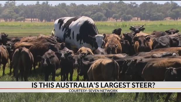 Knickers is attracting plenty of media attention.