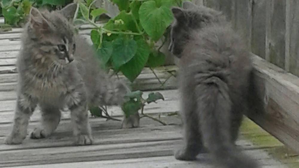 Five Tips For Introducing A Second Cat Into Your Home Nz Herald