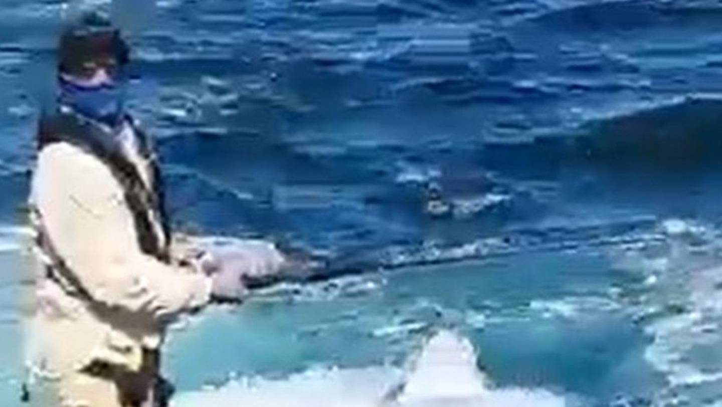 Sydney shark attack: 'They are traumatised' - marine expert weighs in
