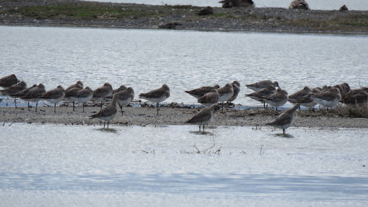 Godwits return from 12,000km trip to Hawke’s Bay for summer