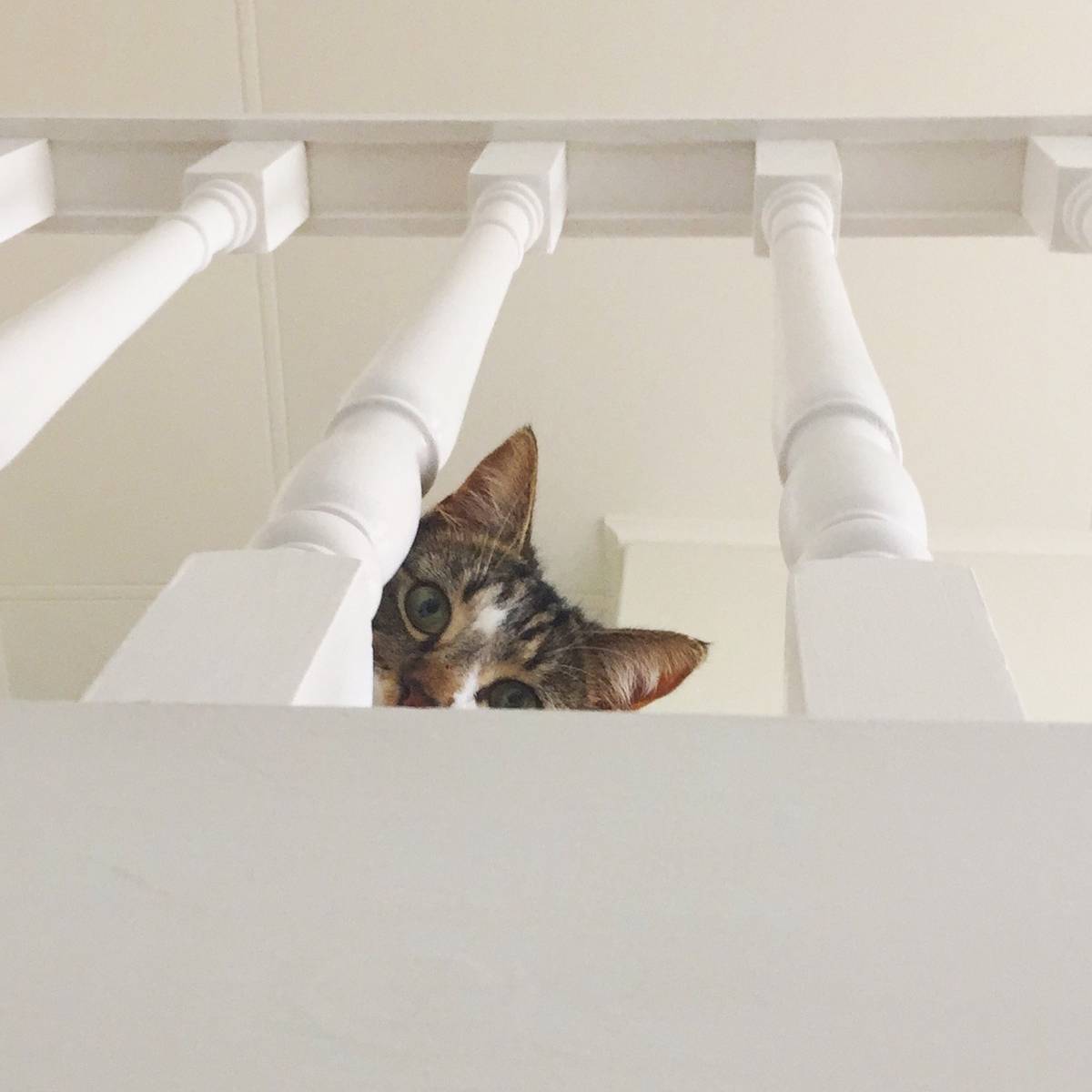 Hutt City Council Bylaw For Cat Limits And Curfews Not Recommended Nz Herald