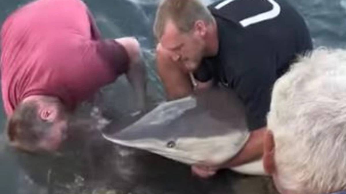 Australijscy rybacy wyciągają haczyki z pyska rekina