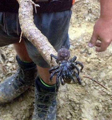 Worker Unearths Giant Wairarapa Spider Nz Herald