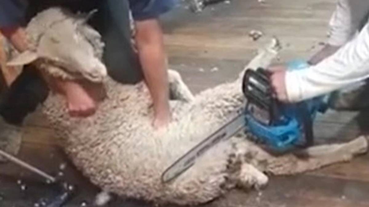 Photo of Un homme de Tasmanie a été inculpé après qu’une vidéo traumatisante de tonte de moutons soit devenue virale