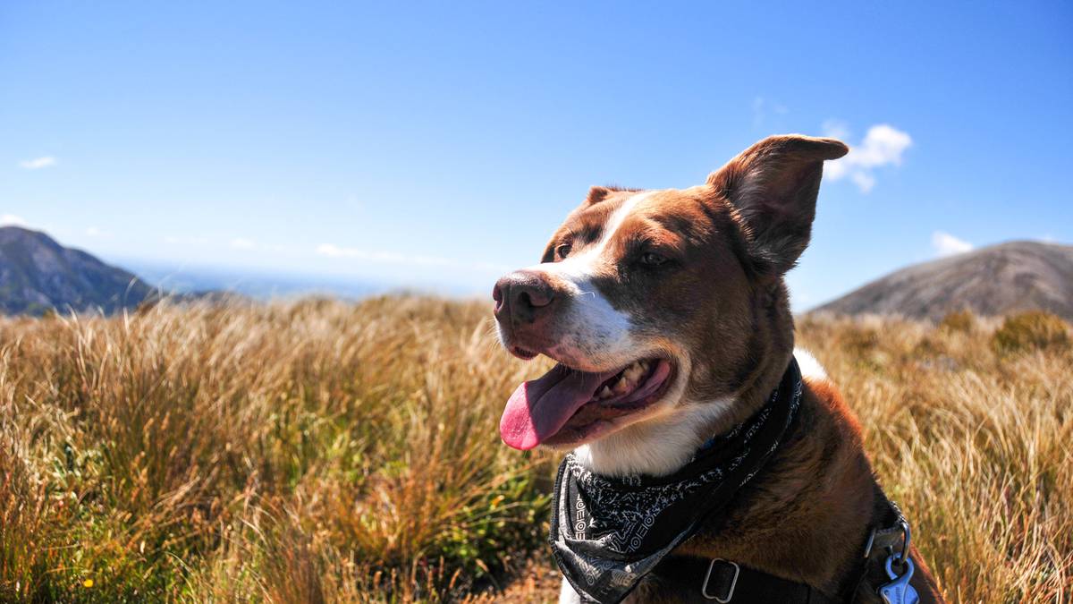 Jalan-jalan paling ramah anjing di Selandia Baru