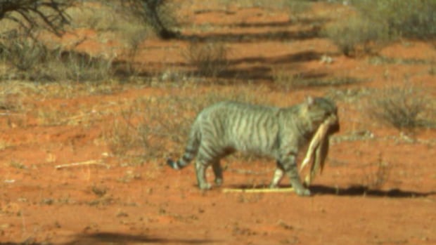 Australian Feral Cats