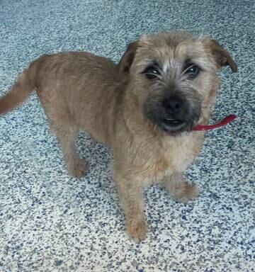 Image result for spca