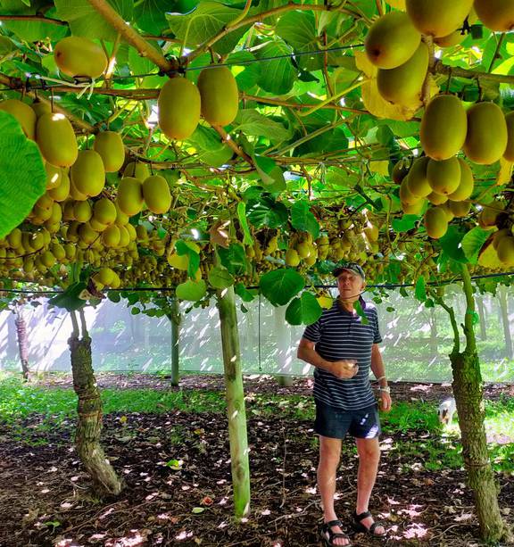 Whanganui - the home of the kiwifruit? - NZ Herald