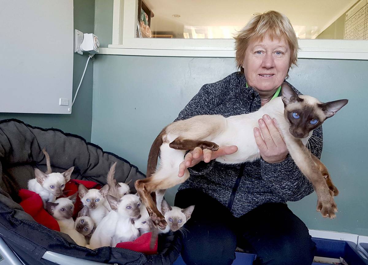 Top Cat Comes From Pussywillow Breeder Nz Herald