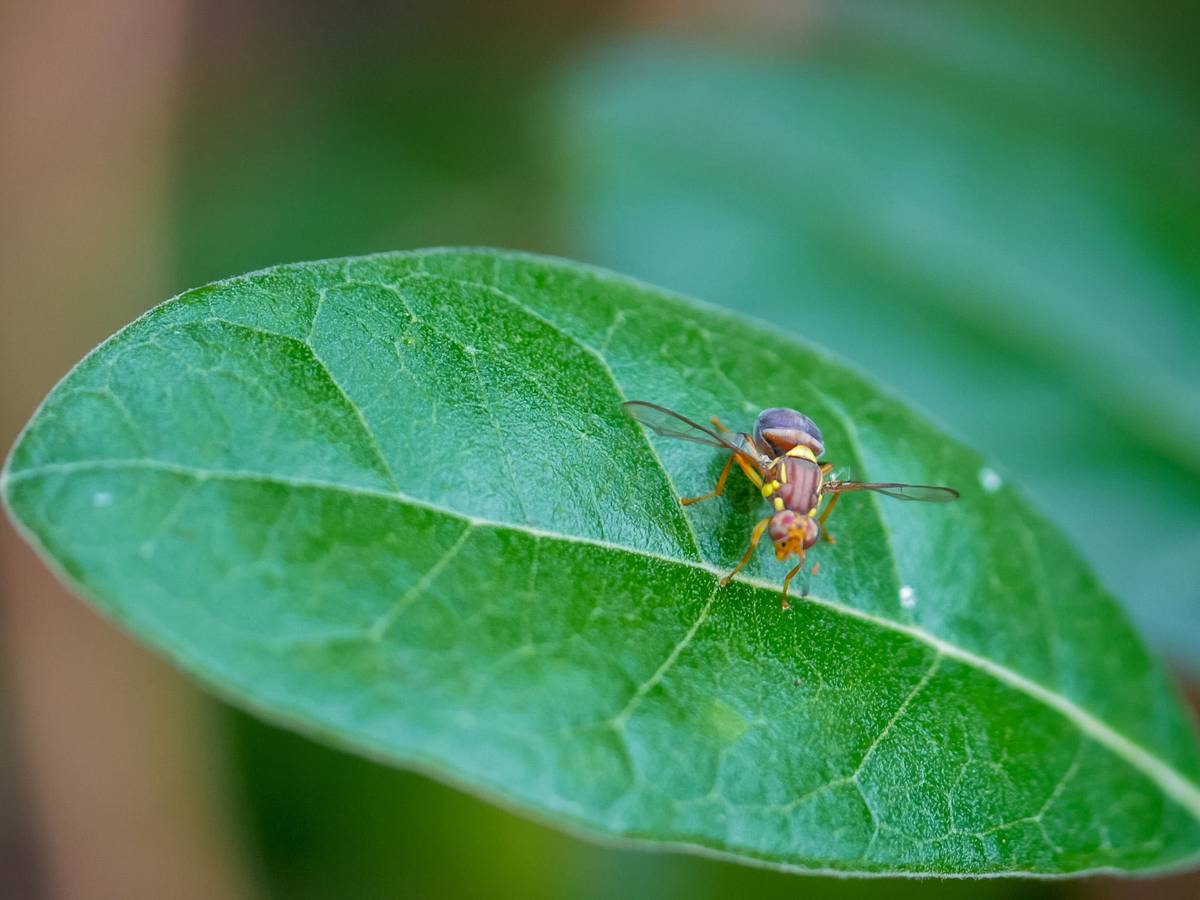 A Tiny Fruit Fly Was Found In An Auckland Suburb Nz Spent 4m To