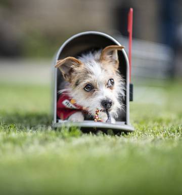 Diana Clement Getting Pet Insurance Nz Herald