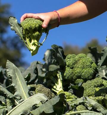 Get Soil Ready For Winter Veges Nz Herald