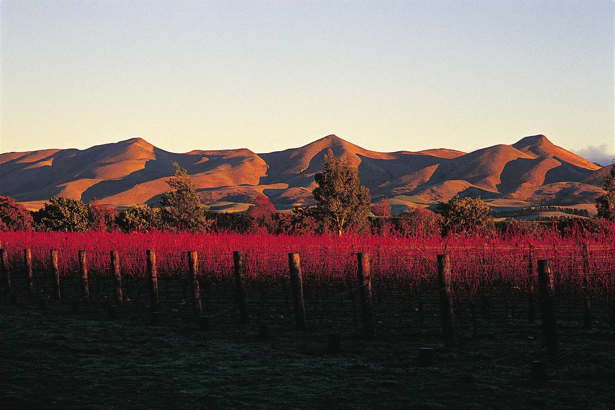 What Is Boutique Wine Nz Herald