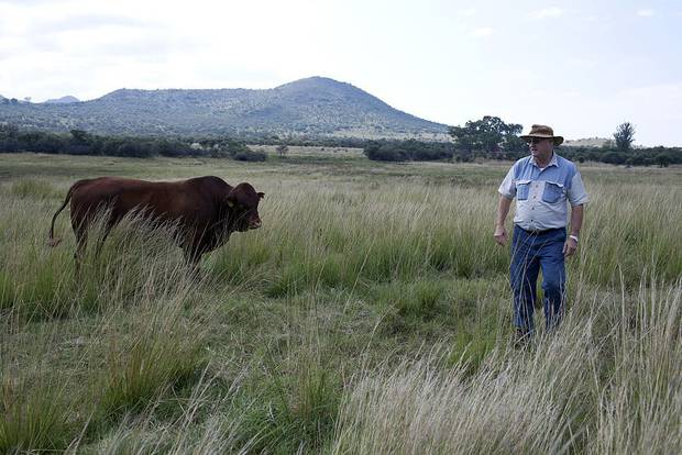 Critics allege that many farms transferred to emerging black farmers have failed because of a lack of state support, an allegation Ramaphosa denies. Photo / Getty Images 