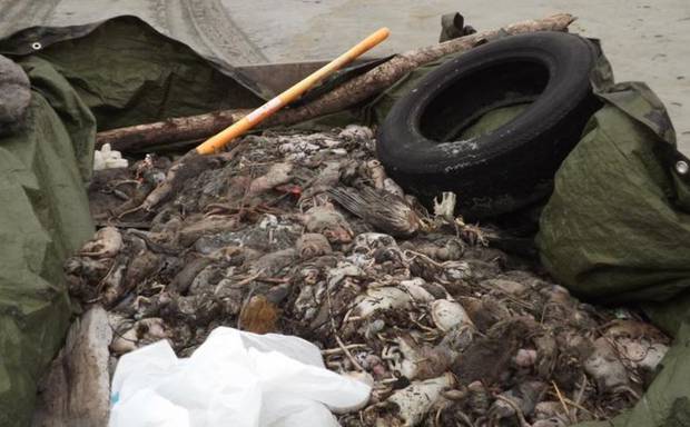 Seven Westport residents spent three hours picking up the bodies of over 600 dead rats. Photo / Supplied, Kylie Coleman