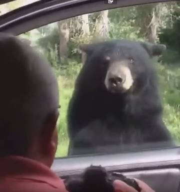 Bear Opens Car Door At Yellowstone Nz Herald