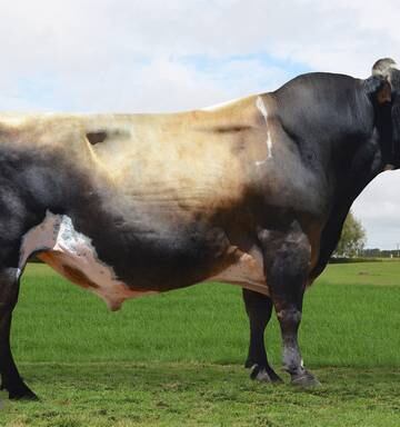 Ohaupo Jersey Bull Showing Its Worth Nz Herald