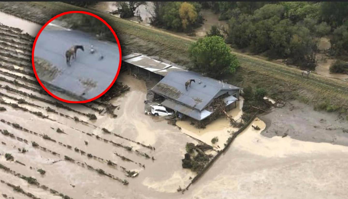 航拍图像显示霍克斯湾发生洪水后马被困在屋顶上