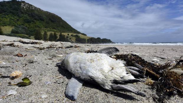 A little blue penguin washed up on Mount Maunganui Main Beach. Photo / George Novak 