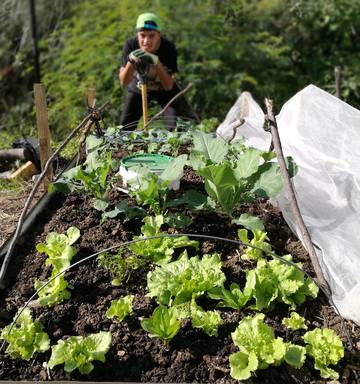 Kai Ora Feeding Far North Folk With Healthy Kai Nz Herald