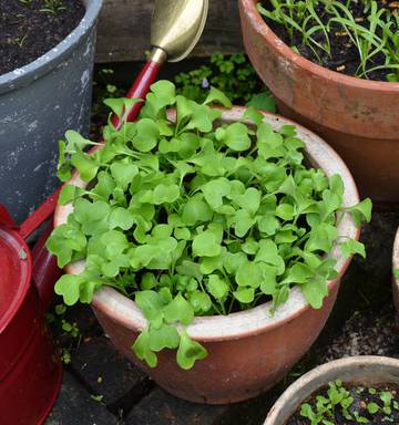 Gardening Space For Summer Veges Nz Herald