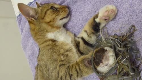 Injured Hawke S Bay Cat Drags Leg Trap For 30 Hours Into Arms Of