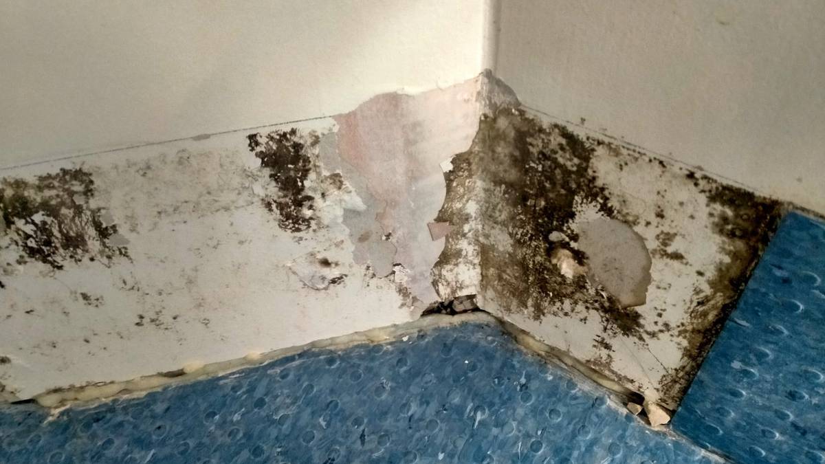 Tauranga Hospital patient finds black mould at mental health seclusion room