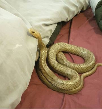 Couple Discover One Of The World S Most Venomous Snakes In Their