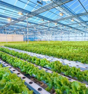 Talking To Plants Big Potential Market For Kiwi High Tech Company