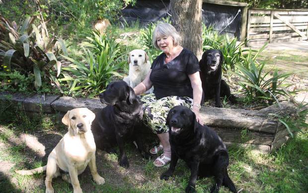 Labrador breeder Pat Woollaston with (clockwise from left) Ginny, Keeper, Gwladys, Annie and Ursula. Photo / RNZ