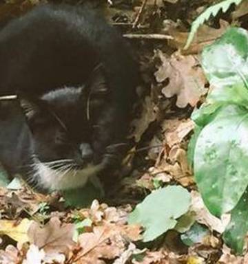 Donations Flood In For Cat Rescued From Cemetery By Rocker Ryan