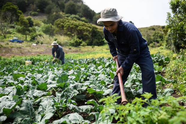 South Africa has withdrawn its white farmland redistribution bill - six days after Donald Trump warned he was closely studying the situation. Photo / Getty Images 