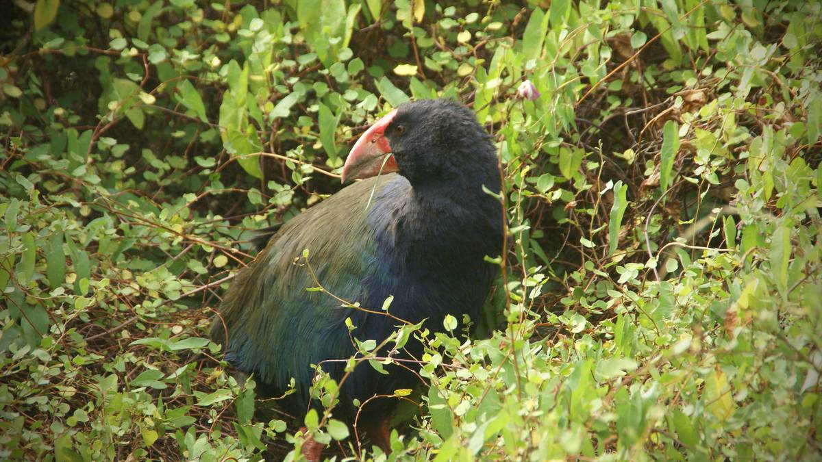 Ide perjalanan musim panas: Tempat melihat burung asli di Pulau Utara