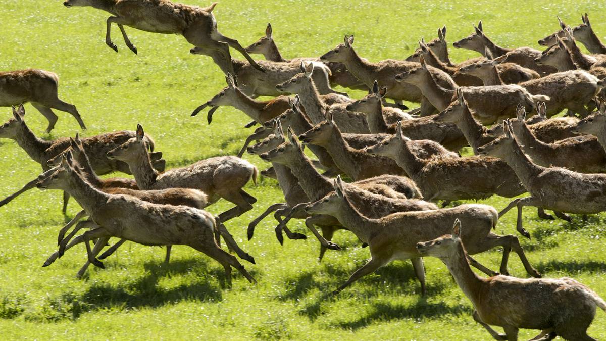 Innes Moffat: New Zealand’s deer industry hampered by compliance